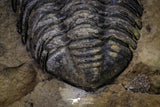 20147 - Great 1.94 Inch Calymene sp Upper Ordovician Trilobite in Nodule Pos/Neg