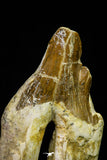 21008 - Top Rare 4.73 Inch Pappocetus lugardi (Whale Ancestor) Molar Rooted Tooth