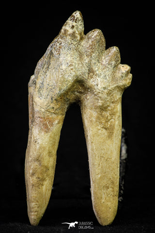 21009 - Top Rare 3.38 Inch Pappocetus lugardi (Whale Ancestor) Molar Rooted Tooth
