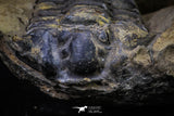 20147 - Great 1.94 Inch Calymene sp Upper Ordovician Trilobite in Nodule Pos/Neg