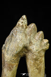21009 - Top Rare 3.38 Inch Pappocetus lugardi (Whale Ancestor) Molar Rooted Tooth
