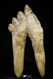 21009 - Top Rare 3.38 Inch Pappocetus lugardi (Whale Ancestor) Molar Rooted Tooth