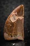 07283 - Nice 0.88 Inch Carcharodontosaurus Dinosaur Tooth KemKem