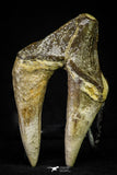 21010 - Top Rare 3.02 Inch Pappocetus lugardi (Whale Ancestor) Molar Rooted Tooth