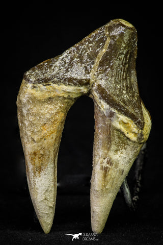 21010 - Top Rare 3.02 Inch Pappocetus lugardi (Whale Ancestor) Molar Rooted Tooth
