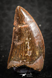 07283 - Nice 0.88 Inch Carcharodontosaurus Dinosaur Tooth KemKem