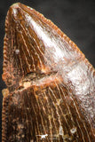 07283 - Nice 0.88 Inch Carcharodontosaurus Dinosaur Tooth KemKem