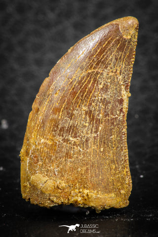 07284 - Beautiful 1.13 Inch Carcharodontosaurus Dinosaur Tooth KemKem