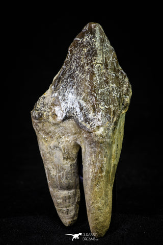 21011 - Top Rare 2.95 Inch Pappocetus lugardi (Whale Ancestor) Molar Rooted Tooth