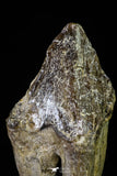 21011 - Top Rare 2.95 Inch Pappocetus lugardi (Whale Ancestor) Molar Rooted Tooth