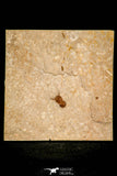 30422 - Top Well Preserved 0.34 Inch Ptychagnostus michaeli Middle Cambrian Trilobite - Utah USA
