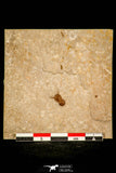 30422 - Top Well Preserved 0.34 Inch Ptychagnostus michaeli Middle Cambrian Trilobite - Utah USA