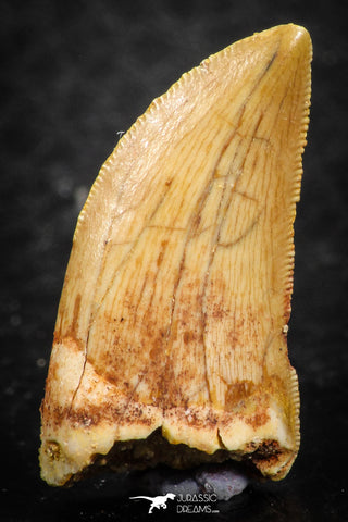 07285 - Top Quality 0.87 Inch Carcharodontosaurus Dinosaur Tooth KemKem