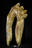 21012 - Top Rare 2.81 Inch Pappocetus lugardi (Whale Ancestor) Molar Rooted Tooth