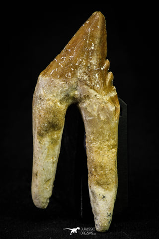 21013 - Top Rare 2.57 Inch Pappocetus lugardi (Whale Ancestor) Molar Rooted Tooth