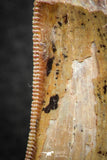 07286 - Beautiful Partial 1.47 Inch Carcharodontosaurus Dinosaur Tooth KemKem