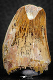 07286 - Beautiful Partial 1.47 Inch Carcharodontosaurus Dinosaur Tooth KemKem