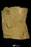 30424 - Well Preserved 0.31 Inch Peronopsis interstrictus Middle Cambrian Trilobite - Utah USA
