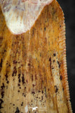 07286 - Beautiful Partial 1.47 Inch Carcharodontosaurus Dinosaur Tooth KemKem