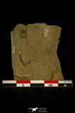 30424 - Well Preserved 0.31 Inch Peronopsis interstrictus Middle Cambrian Trilobite - Utah USA