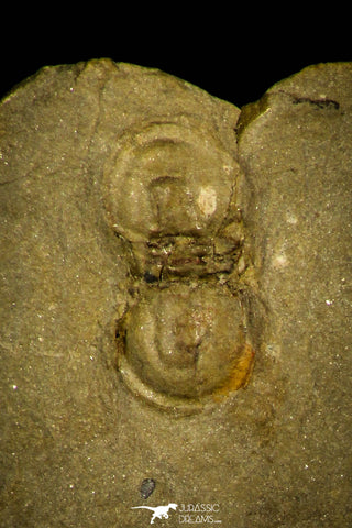 30424 - Well Preserved 0.31 Inch Peronopsis interstrictus Middle Cambrian Trilobite - Utah USA