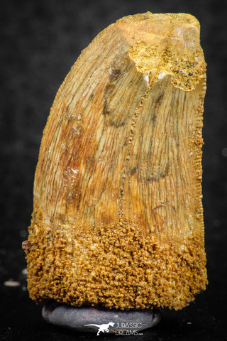 07287 - Restored 1.35 Inch Carcharodontosaurus Dinosaur Tooth KemKem