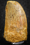 07287 - Restored 1.35 Inch Carcharodontosaurus Dinosaur Tooth KemKem