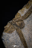20151 -  Superb Association 4 OPHIURA SP Brittlestars Upper Ordovician Ktaoua Fm