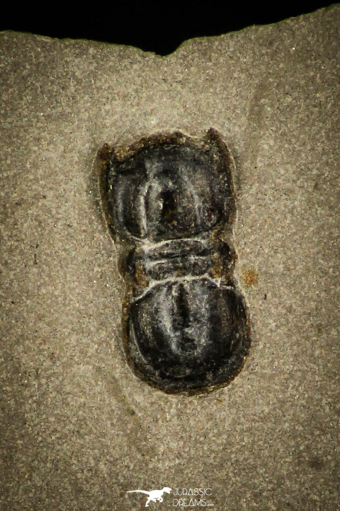 30425 - Rare 0.24 Inch Agnostus bidens Middle Cambrian Trilobite - Utah USA