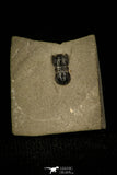 30425 - Rare 0.24 Inch Agnostus bidens Middle Cambrian Trilobite - Utah USA