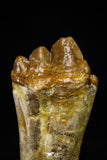 21015 - Top Rare 2.31 Inch Pappocetus lugardi (Whale Ancestor) Molar Rooted Tooth