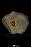 30426 - Premium Grade Ptychagnostus cuyanus Middle Cambrian Trilobite - Utah USA
