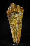 21015 - Top Rare 2.31 Inch Pappocetus lugardi (Whale Ancestor) Molar Rooted Tooth