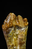21015 - Top Rare 2.31 Inch Pappocetus lugardi (Whale Ancestor) Molar Rooted Tooth
