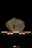 30426 - Premium Grade Ptychagnostus cuyanus Middle Cambrian Trilobite - Utah USA