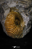 20152 - Stunning Association 2 Huge Acanthoceras sp Cretaceous Ammonites