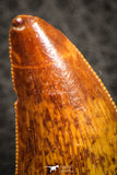 07289 - Finest Quality Mesial Premaxillary 1.46 Inch Carcharodontosaurus Dinosaur Tooth KemKem