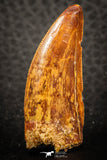 07289 - Finest Quality Mesial Premaxillary 1.46 Inch Carcharodontosaurus Dinosaur Tooth KemKem