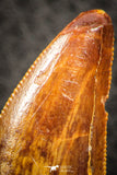 07289 - Finest Quality Mesial Premaxillary 1.46 Inch Carcharodontosaurus Dinosaur Tooth KemKem