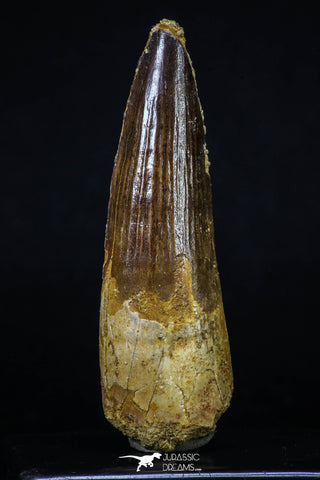 20153 - Nicely Preserved 3.24 Inch Spinosaurus Dinosaur Tooth Cretaceous