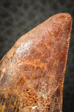 07290 - Restored 1.61 Inch Juvenile Carcharodontosaurus Dinosaur Tooth KemKem