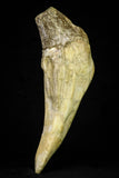 21016 - Top Huge 5.92 Inch Pappocetus lugardi (Whale Ancestor) Incisor Rooted Tooth