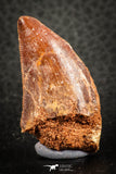 07290 - Restored 1.61 Inch Juvenile Carcharodontosaurus Dinosaur Tooth KemKem