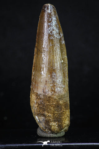 20154 - Nicely Preserved 2.76 Inch Spinosaurus Dinosaur Tooth Cretaceous