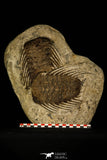 30428 - Top Association 2 Selenopeltis macrophtalma Upper Ordovician Trilobites