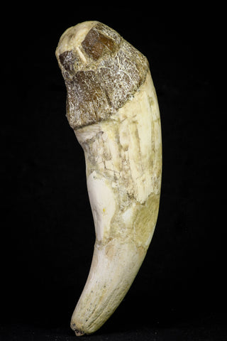 21017 -  Top Huge 6.04 Inch Pappocetus lugardi (Whale Ancestor) Incisor Rooted Tooth