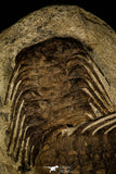 30428 - Top Association 2 Selenopeltis macrophtalma Upper Ordovician Trilobites
