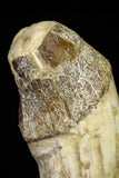 21017 -  Top Huge 6.04 Inch Pappocetus lugardi (Whale Ancestor) Incisor Rooted Tooth