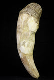 21017 -  Top Huge 6.04 Inch Pappocetus lugardi (Whale Ancestor) Incisor Rooted Tooth