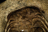 30428 - Top Association 2 Selenopeltis macrophtalma Upper Ordovician Trilobites